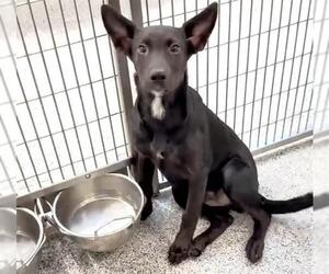 German Shepherd Dog-Unknown Mix Dogs for adoption in Houston, TX, USA
