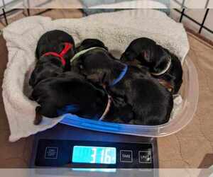 Yorkshire Terrier Litter for sale in WESTBROOK, ME, USA