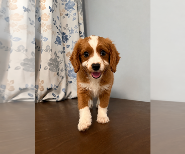 Medium Photo #10 Cavapoo (Miniature) Puppy For Sale in DURHAM, CT, USA