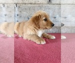 Litter of 10 - Male(s) and Female(s) Golden RetrieverLitter of Puppies for Sale - Photo #11