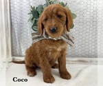 Puppy COCO Goldendoodle