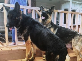 Father of the German Shepherd Dog puppies born on 01/22/2019