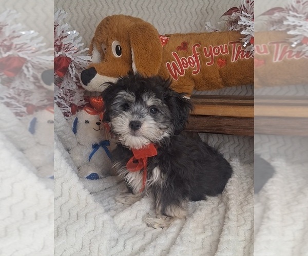 Medium Photo #3 Coton de Tulear Puppy For Sale in JASONVILLE, IN, USA