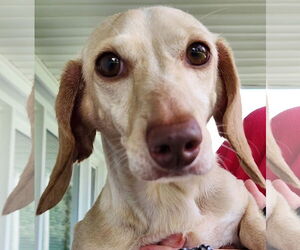Luna in KY - Female Dachshund Dog for Adoption - Photo #5