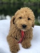 Small Photo #7 Goldendoodle Puppy For Sale in KISSIMMEE, FL, USA