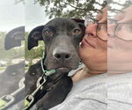 Small #1 Labrador Retriever Mix