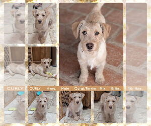 Pembroke Welsh Corgi-Unknown Mix Dogs for adoption in Mesa, AZ, USA