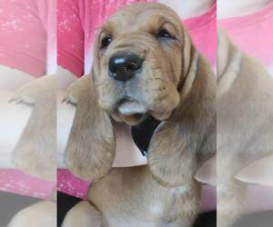 Basset Hound Puppy for sale in MT STERLING, KY, USA