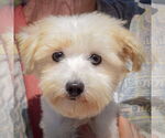 Small #3 Maltese