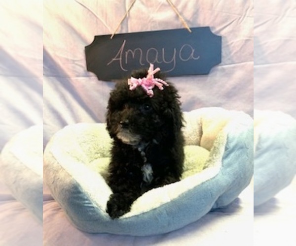 Medium Photo #8 Aussiedoodle-Poodle (Miniature) Mix Puppy For Sale in REEDS SPRING, MO, USA