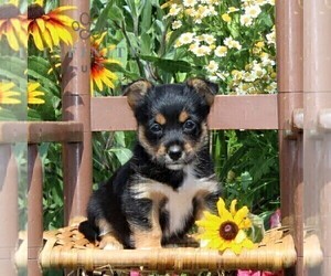 Pembroke Welsh Corgi-Yorkshire Terrier Mix Puppy for sale in OXFORD, PA, USA