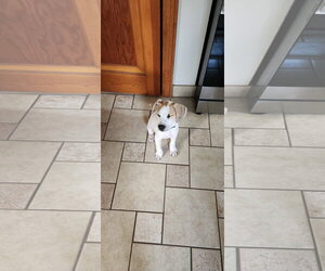 Harry - Male Mutt Dog for Adoption - Photo #2