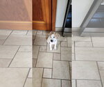 Small Photo #2 Mutt Puppy For Sale in New London, WI, USA