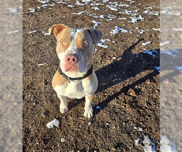 Medium Photo #1 American Pit Bull Terrier Puppy For Sale in Denver, CO, USA