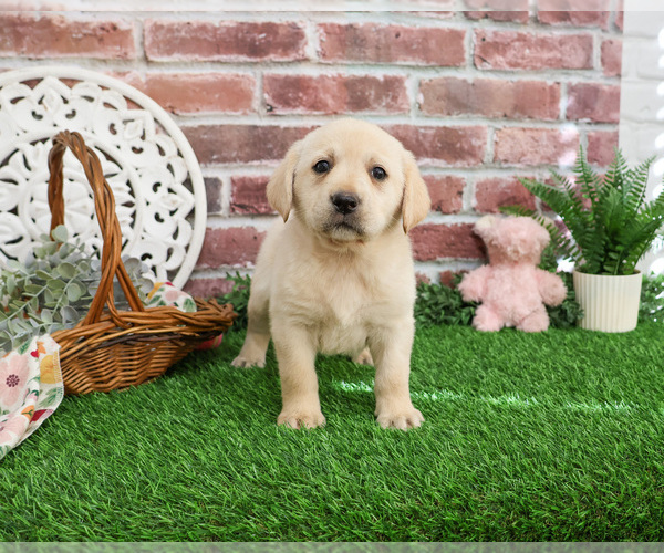 Medium Photo #3 Labrador Retriever Puppy For Sale in SYRACUSE, IN, USA