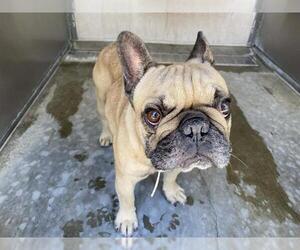 French Bulldog Dogs for adoption in Orange, CA, USA