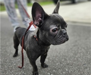 French Bulldog Puppy for sale in JACKSONVILLE, FL, USA