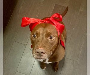 Lucy Ann - Adopt Me! - Female American Staffordshire Terrier-Labrador Retriever Mix Dog for Adoption - Photo #4