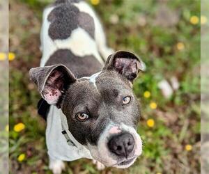 American Pit Bull Terrier Dogs for adoption in McKinleyville, CA, USA