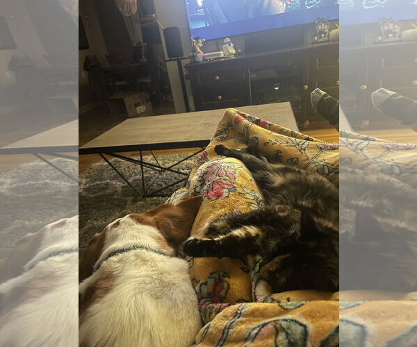 Medium Photo #5 Beagle Puppy For Sale in Minneapolis, MN, USA