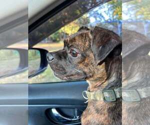 Moonshine - Male Boston Terrier-Unknown Mix Dog for Adoption - Photo #2