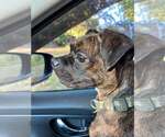 Small Photo #2 Boston Terrier-Unknown Mix Puppy For Sale in Forest, VA, USA