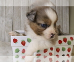 Small Photo #24 Miniature Australian Shepherd Puppy For Sale in STAFFORD, VA, USA