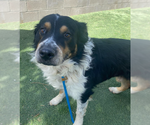 Small Australian Mountain Dog
