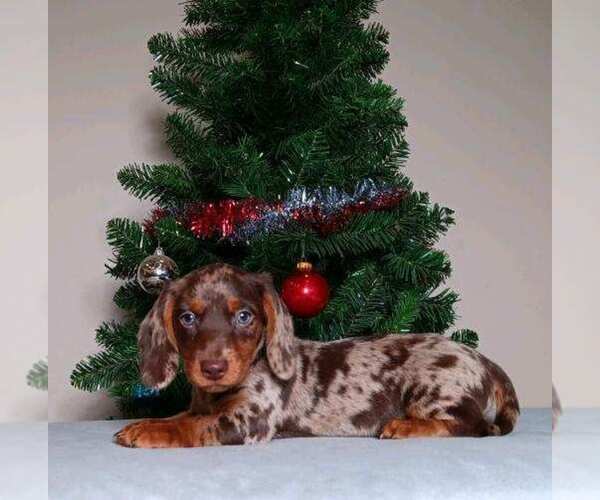 Medium Photo #1 Dachshund Puppy For Sale in WADSWORTH, OH, USA