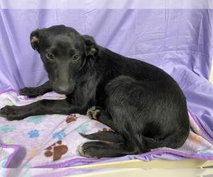 Border Collie-Unknown Mix Dogs for adoption in Modesto, CA, USA