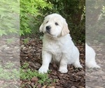 Puppy Cashew Cash English Cream Golden Retriever