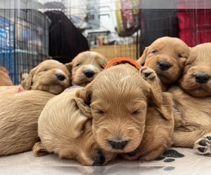 Golden Retriever-Poodle (Toy) Mix Puppy for sale in AFTON, WY, USA