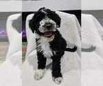 Small Photo #3 Aussiedoodle Miniature -Goldendoodle Mix Puppy For Sale in BENTON CITY, WA, USA