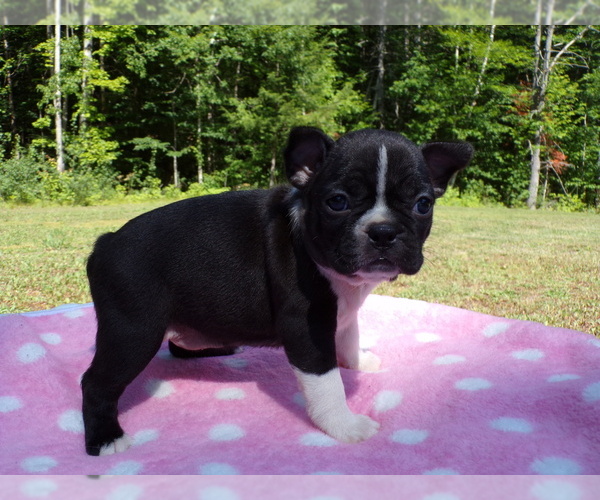 Medium Photo #4 Boston Terrier Puppy For Sale in MONROE, NH, USA