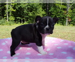 Small Photo #20 Boston Terrier Puppy For Sale in MONROE, NH, USA