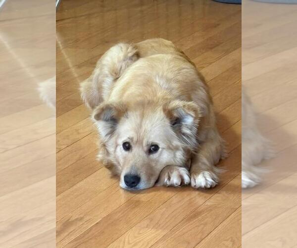 Medium Photo #3 Retriever -Unknown Mix Puppy For Sale in Calgary, Alberta, Canada