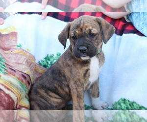 Boxador-Labrador Retriever Mix Puppy for sale in SHILOH, OH, USA