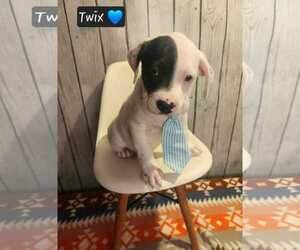 Mutt Dogs for adoption in Clinton , MI, USA