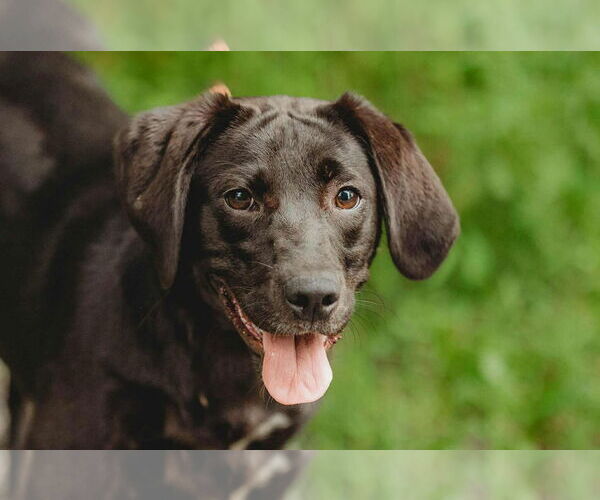 Medium Photo #2 Labrador Retriever-Unknown Mix Puppy For Sale in Lewistown, PA, USA