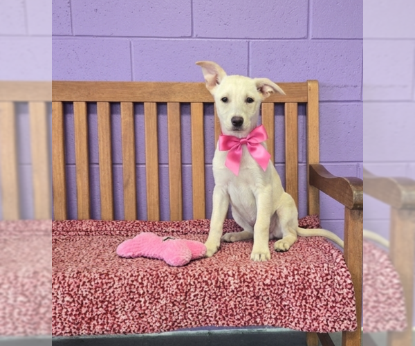 Medium Photo #2 Labrador Retriever-Unknown Mix Puppy For Sale in Genesee, WI, USA