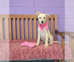 Small #1 Labrador Retriever Mix