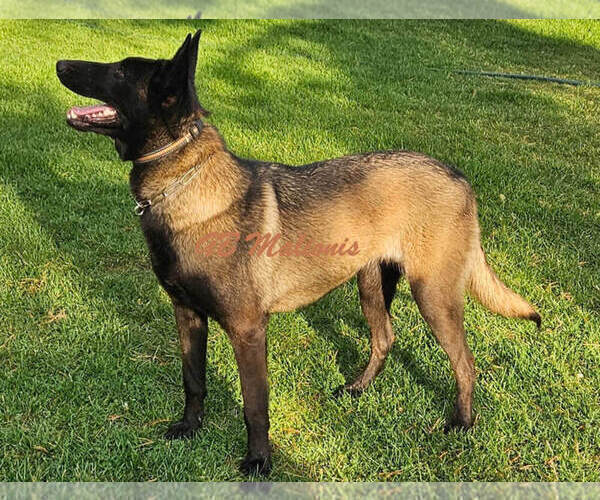 Medium Photo #1 Belgian Malinois Puppy For Sale in LA PINE, OR, USA