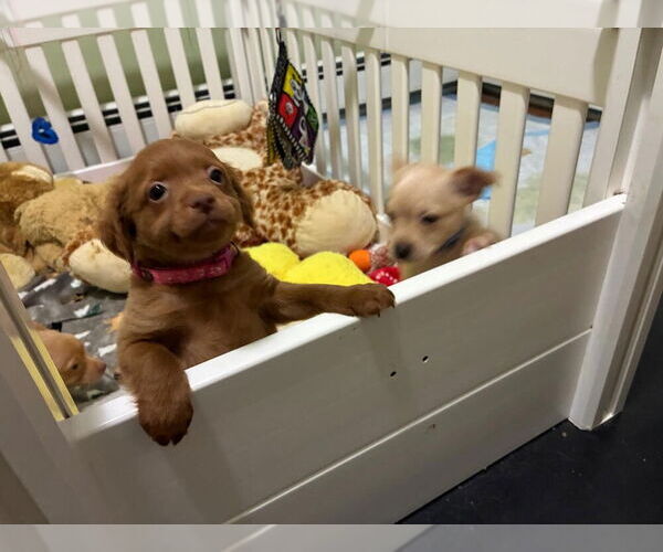 Medium Photo #2 Chihuahua-Unknown Mix Puppy For Sale in Plymouth, MN, USA