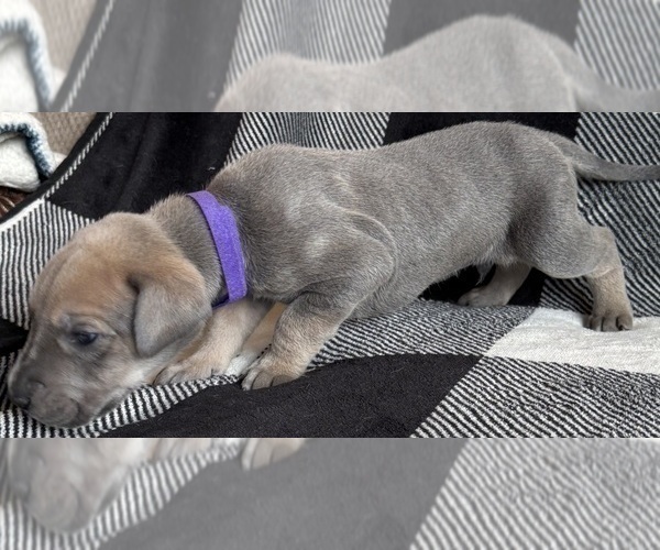 Medium Photo #3 Great Dane Puppy For Sale in GALLOWAY, OH, USA