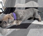 Small #2 Great Dane
