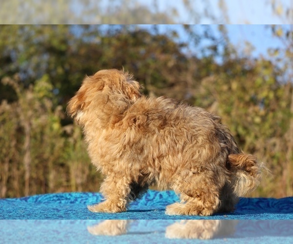 Medium Photo #35 ShihPoo Puppy For Sale in DYERSBURG, TN, USA