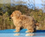 Small #34 ShihPoo