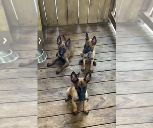 Belgian Malinois Puppy for sale in VIOLET, LA, USA
