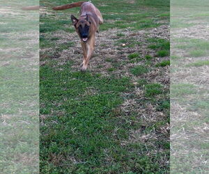Cairo - KY - Male Mutt Dog for Adoption - Photo #10