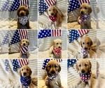 Image preview for Ad Listing. Nickname: Litter of 6